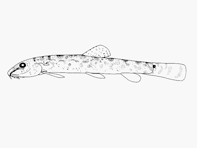 Kottelatlimia pristes (Roberts, 1989)
